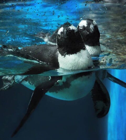Penguin